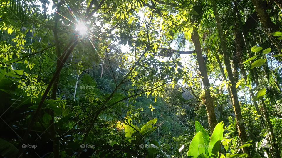 بستان ، أشجار ، غابات ، مناظر طبيعية.