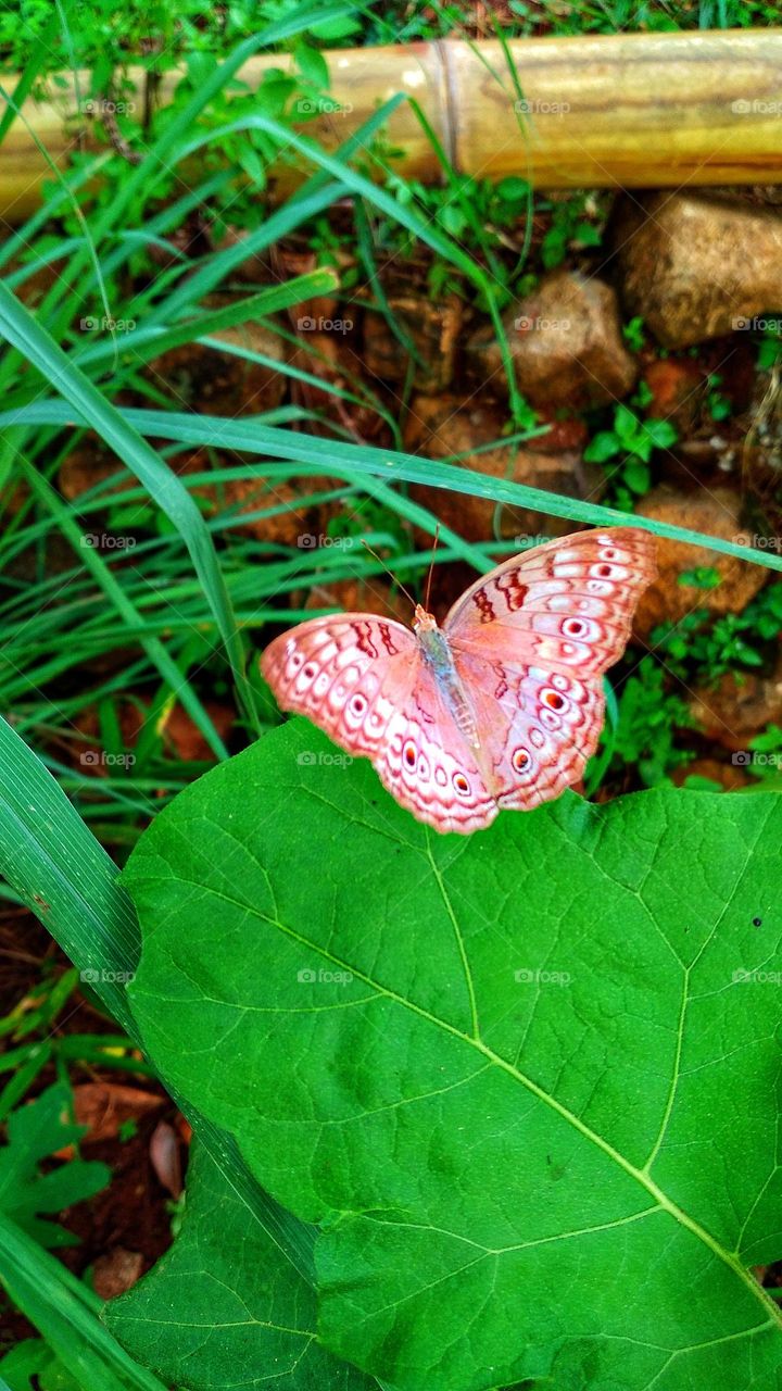 Junonia atlites butterfly perched on a leaf