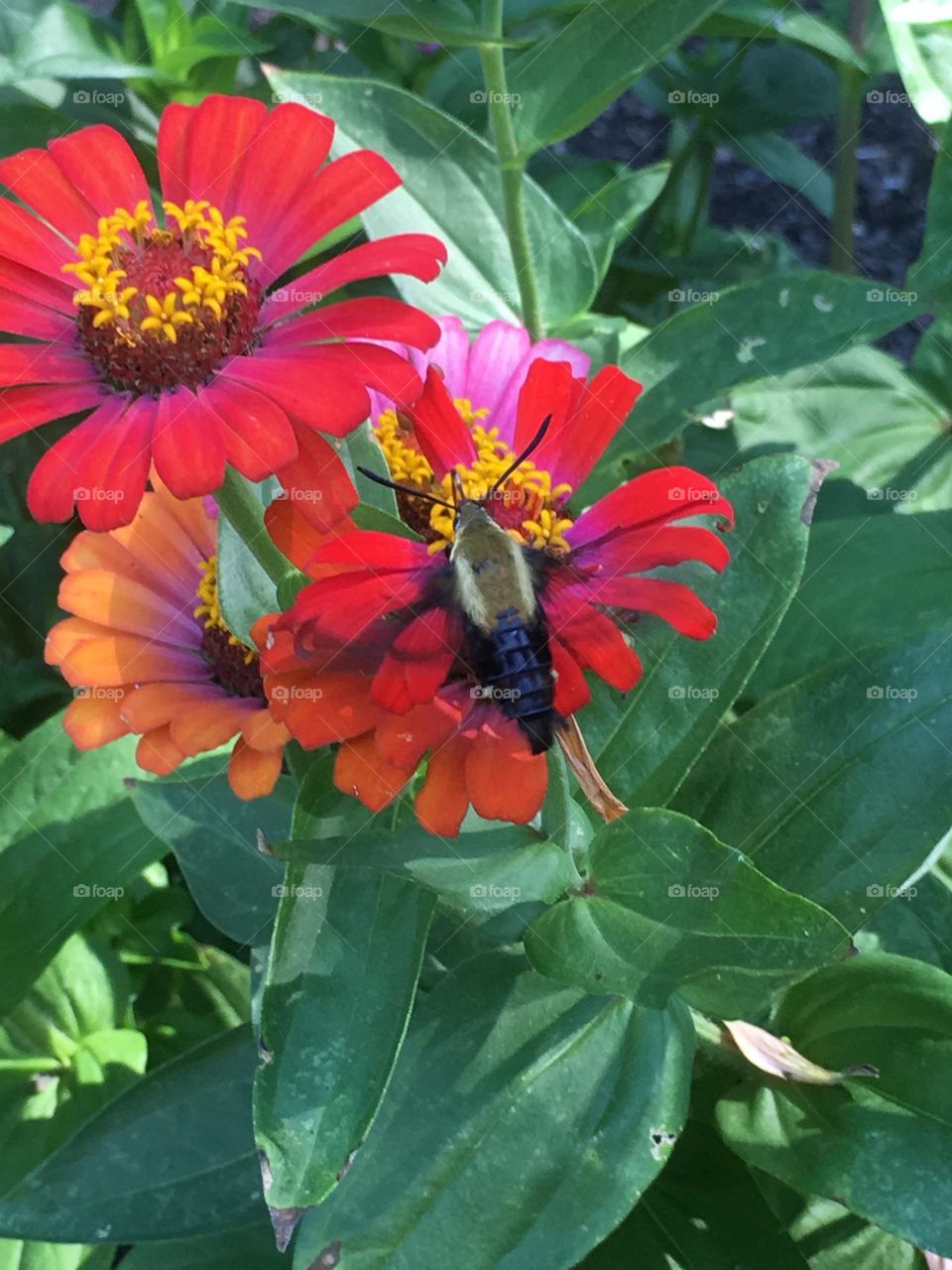 Hummingbird Clear-wing moth on red zinnia 