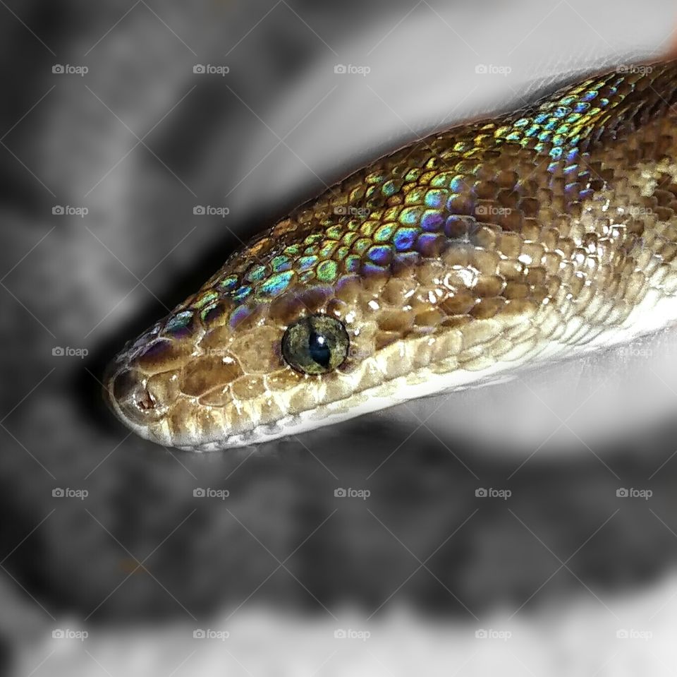 Rainbow boa