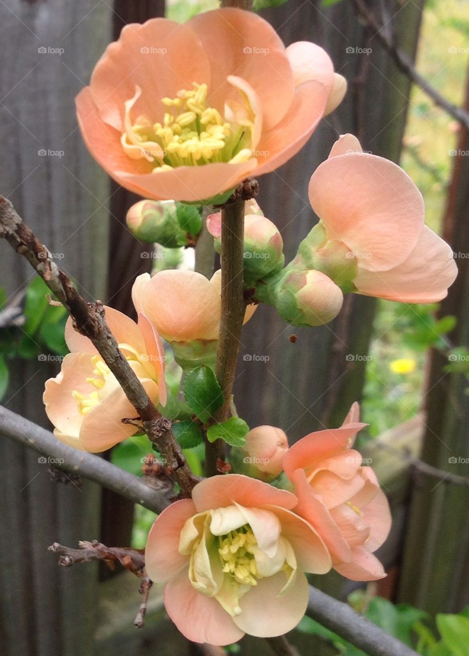 Budding Quince