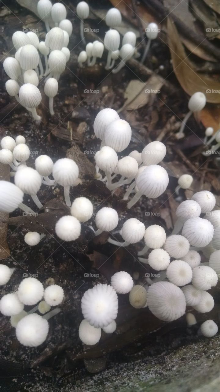 Tiny Mushroom Patch