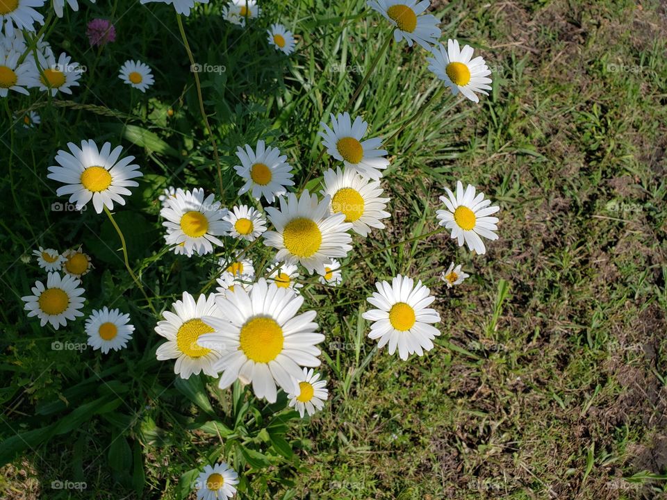 Daisies  picked for a bouquet