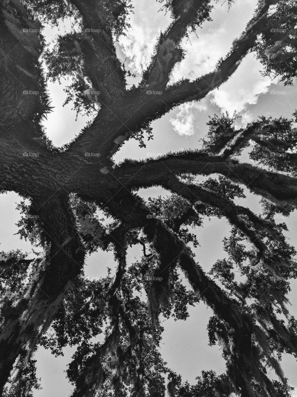 Pine Tree and sky