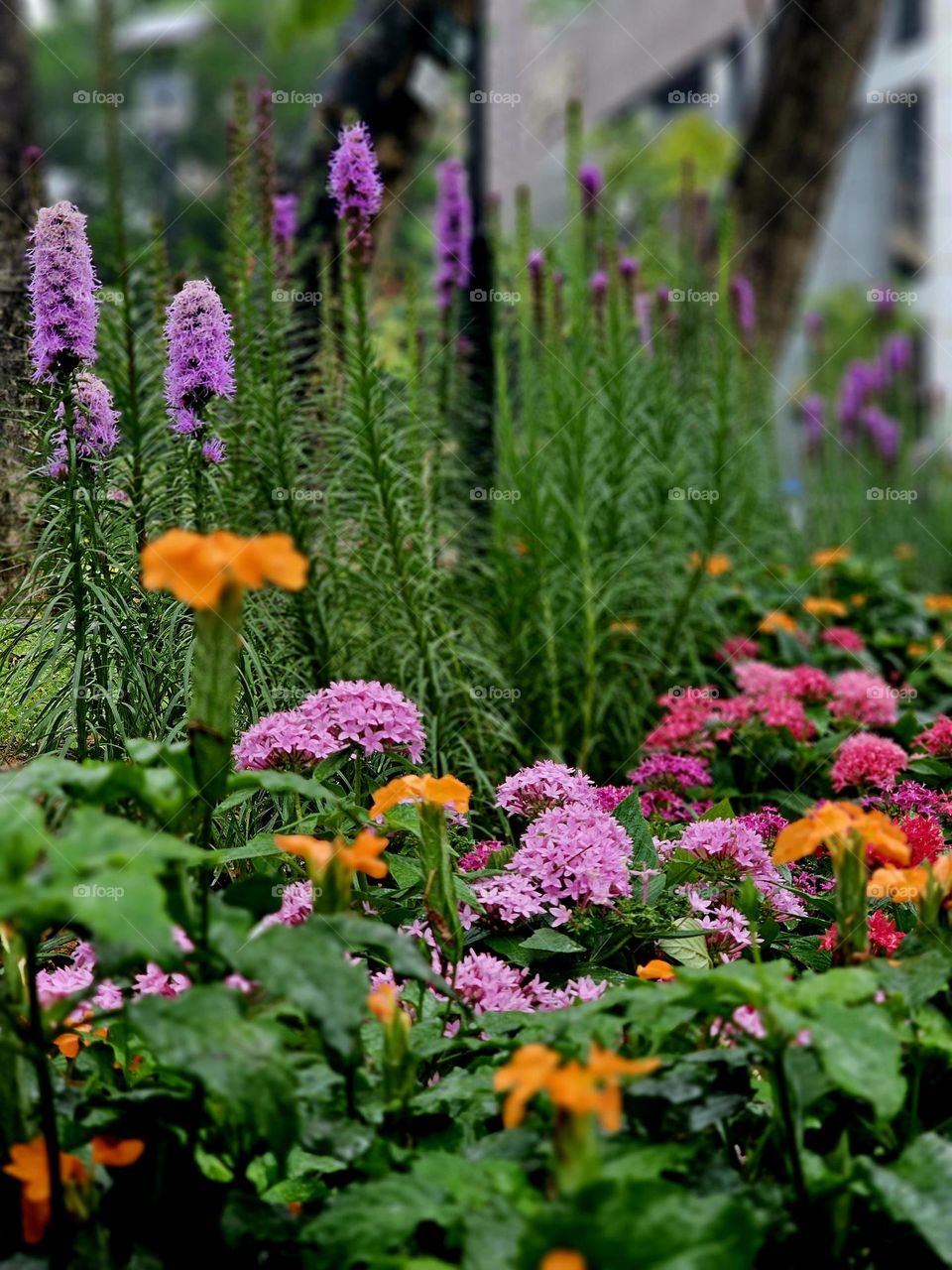 Garden of colorful flowers in the rain