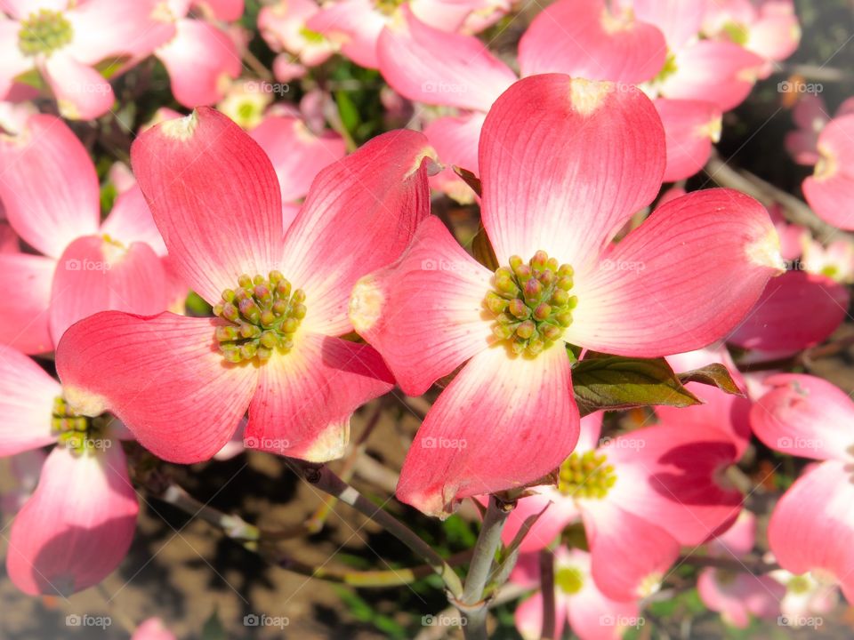 Pink Dogwood Blossoms