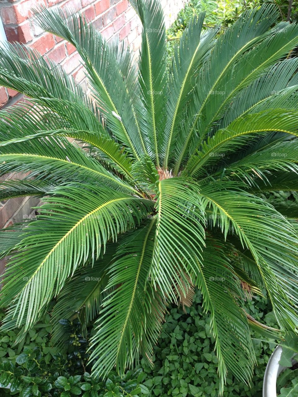 Prickly palm