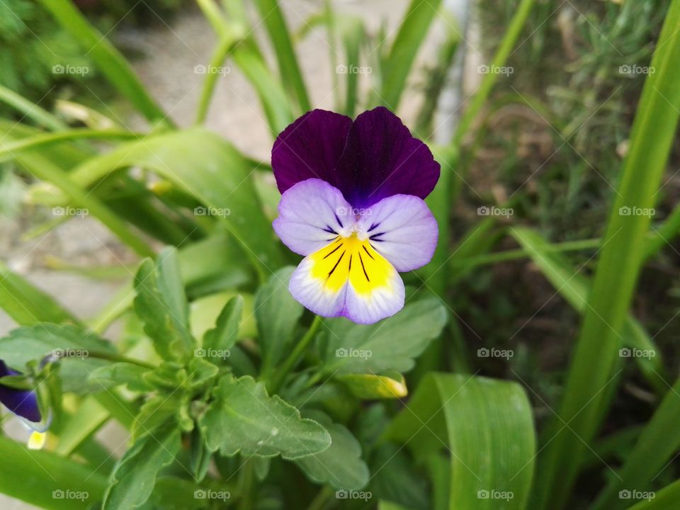 garden colored