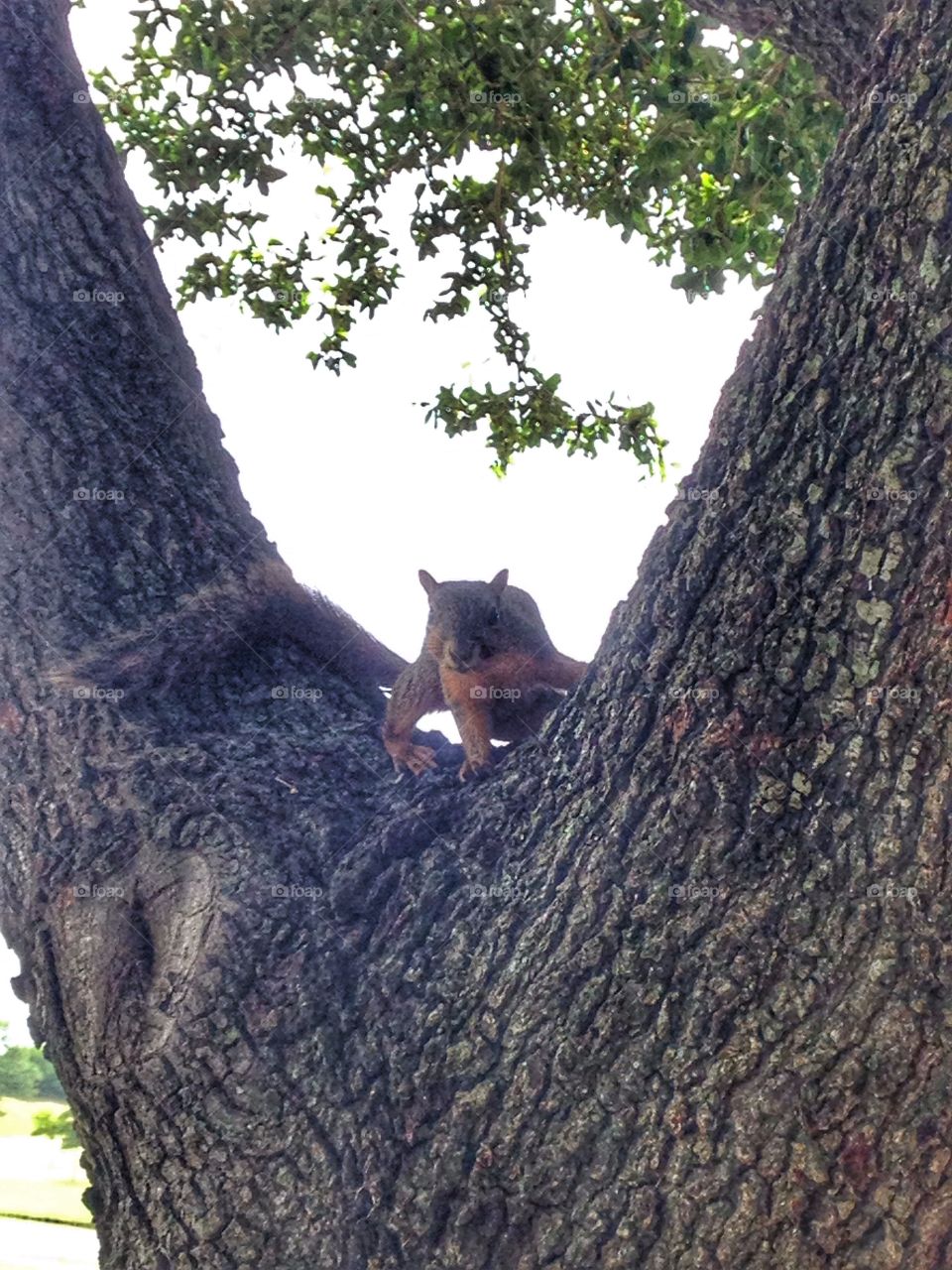 Can you see me now?. Squirrel looking at me from a tree