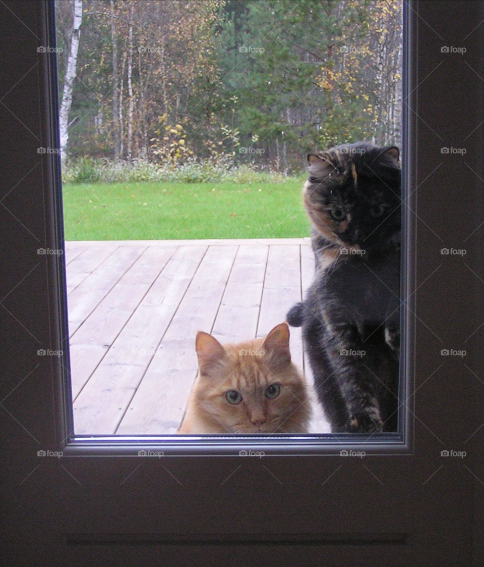 cat animal cats window by MagnusPm