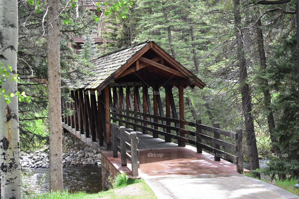 Bridge to Nature