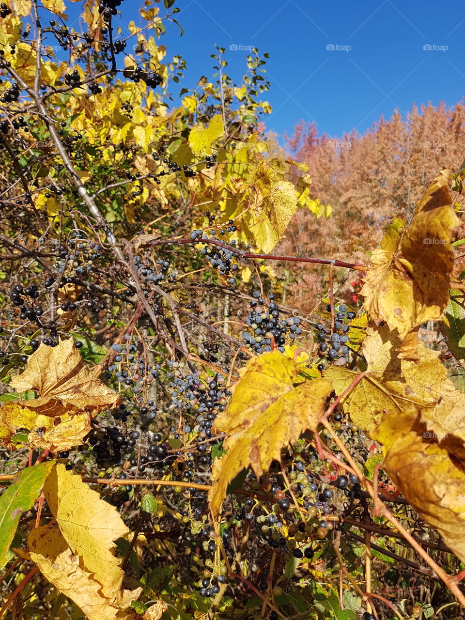 Wild grapes in fall