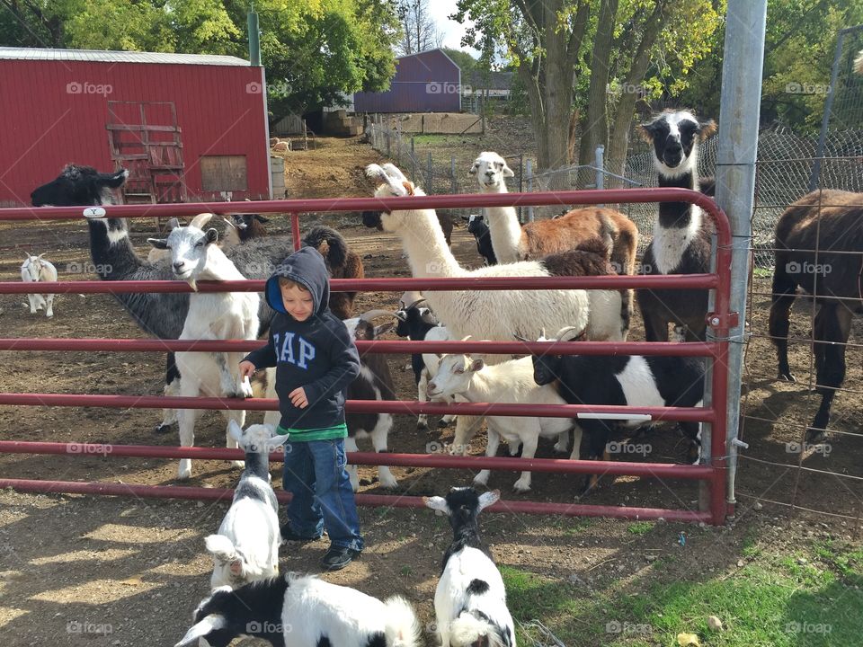 Boy standing with sheep