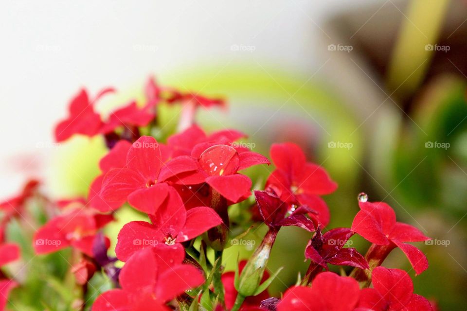 Red Flowers 