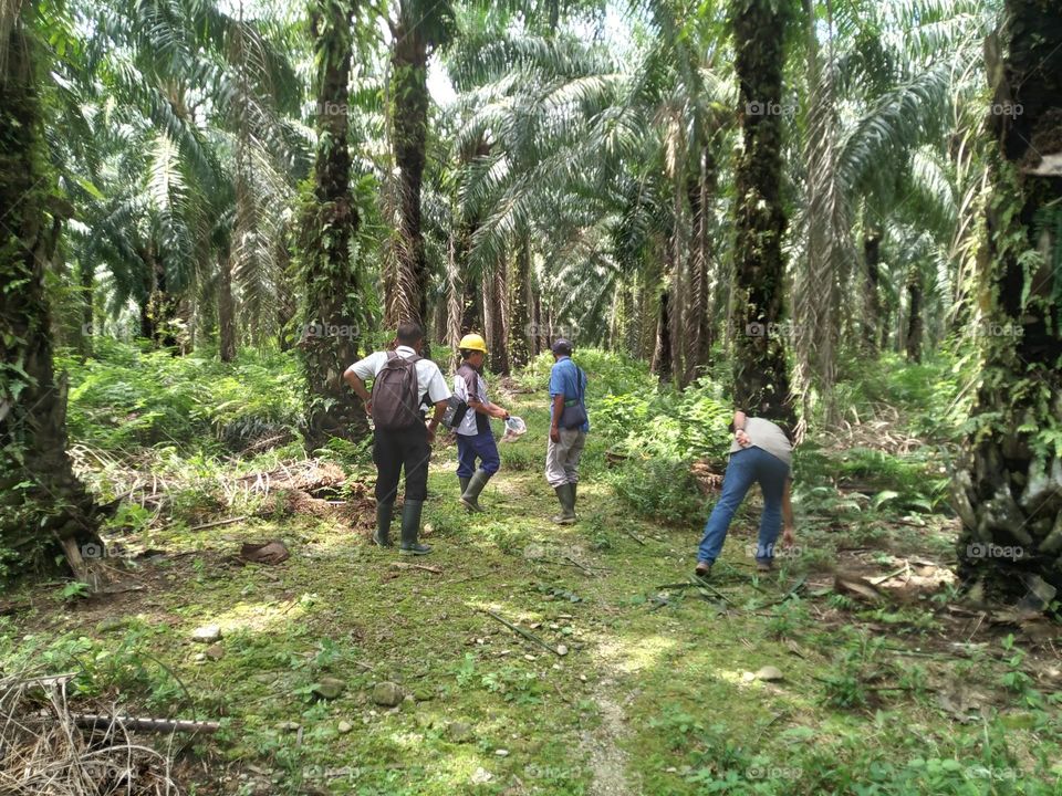 Our daily work is in the oil palm plantation.