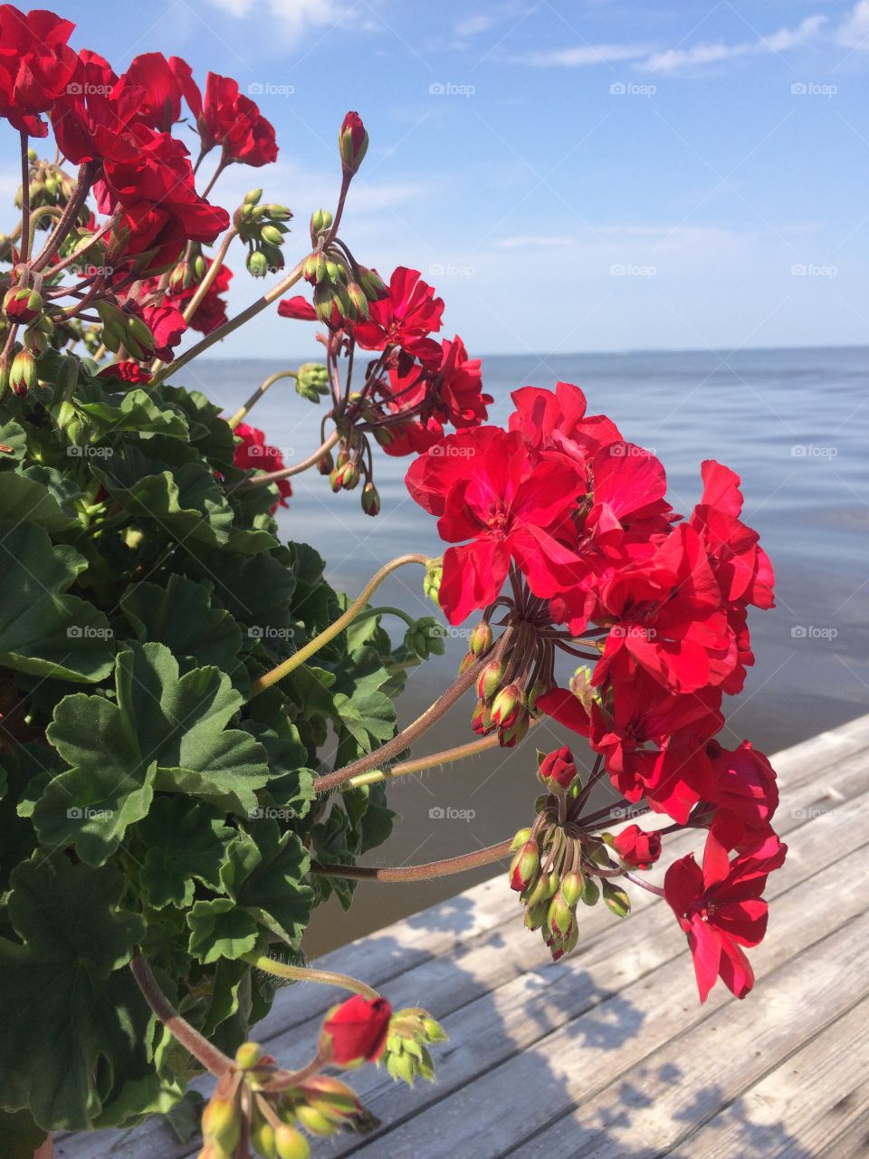 Flower near the bay