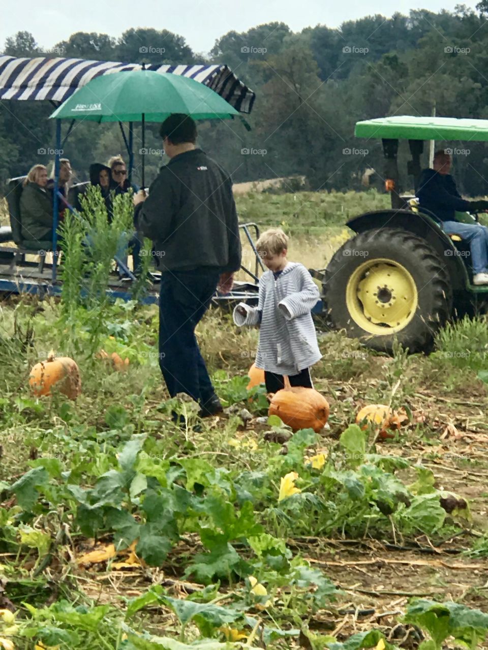 Hunting for the perfect pumpkin