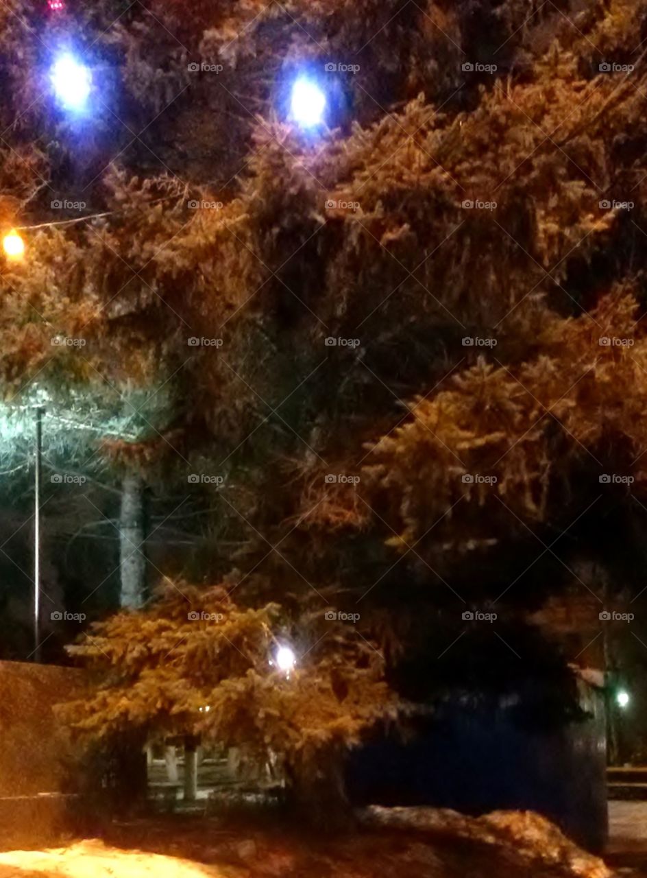 Fluffy Christmas trees near a glowing light
