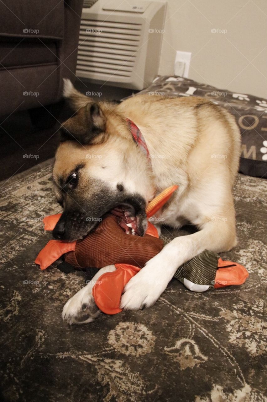 German shepherd mutt playing with his ducky toy. 