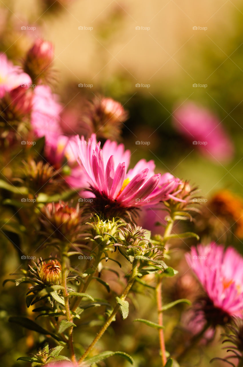 Pink aster alpinus flower in warm sunlight, autumn garden