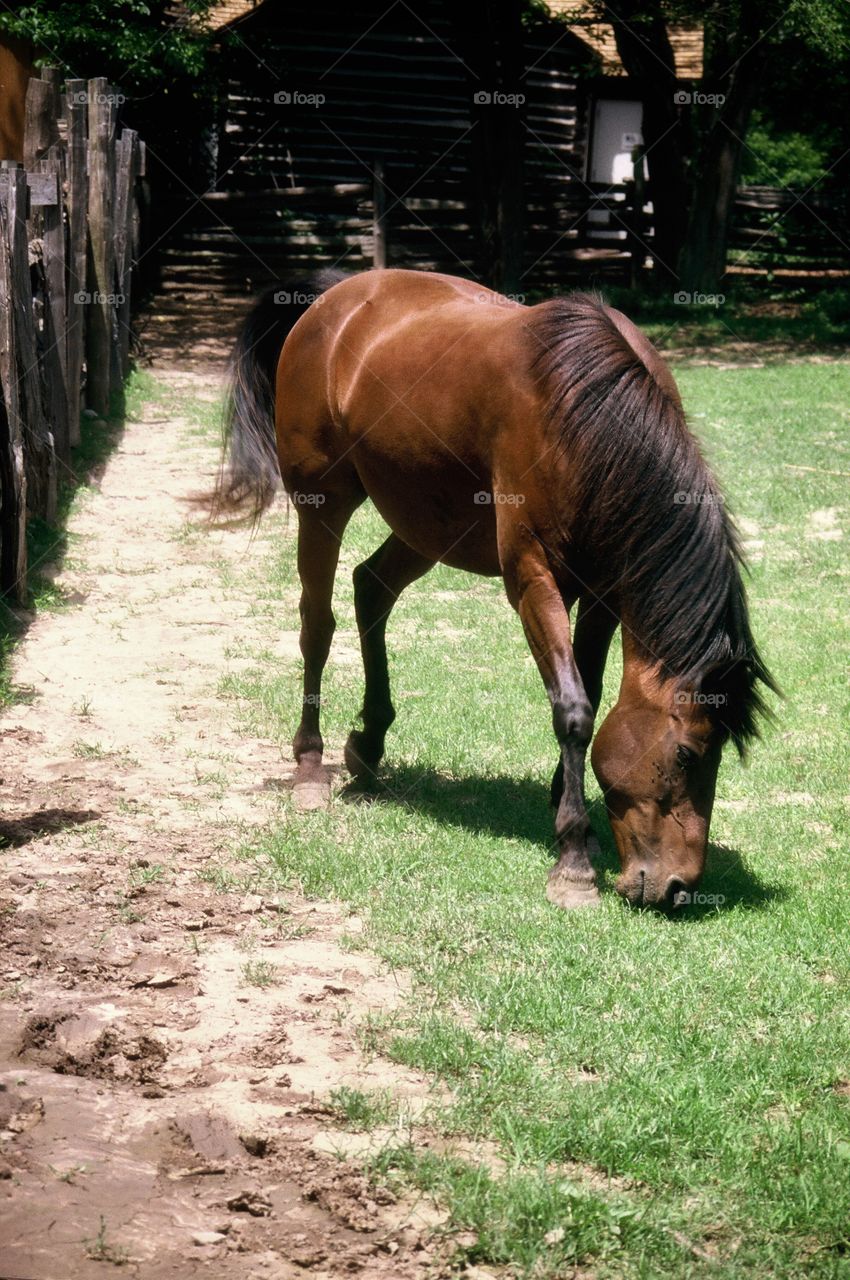Horse grazes in corral 