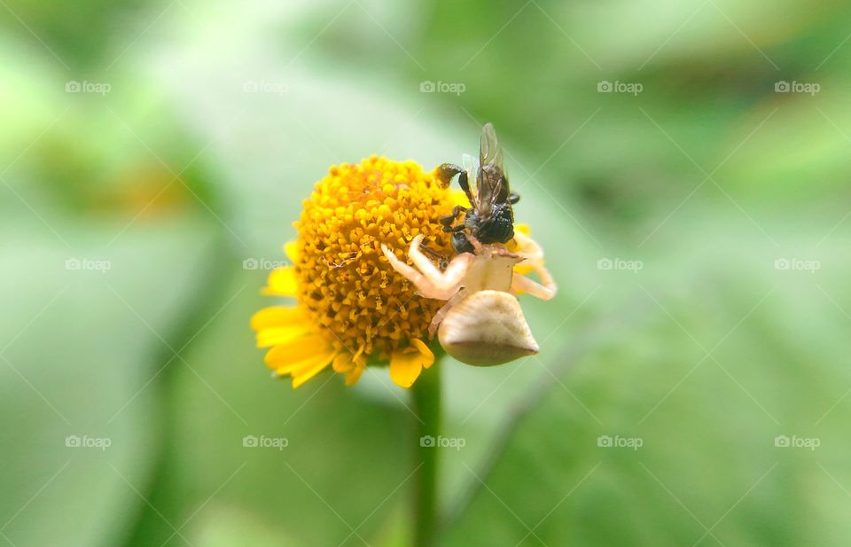bee hunted by spider in a yellow  flower