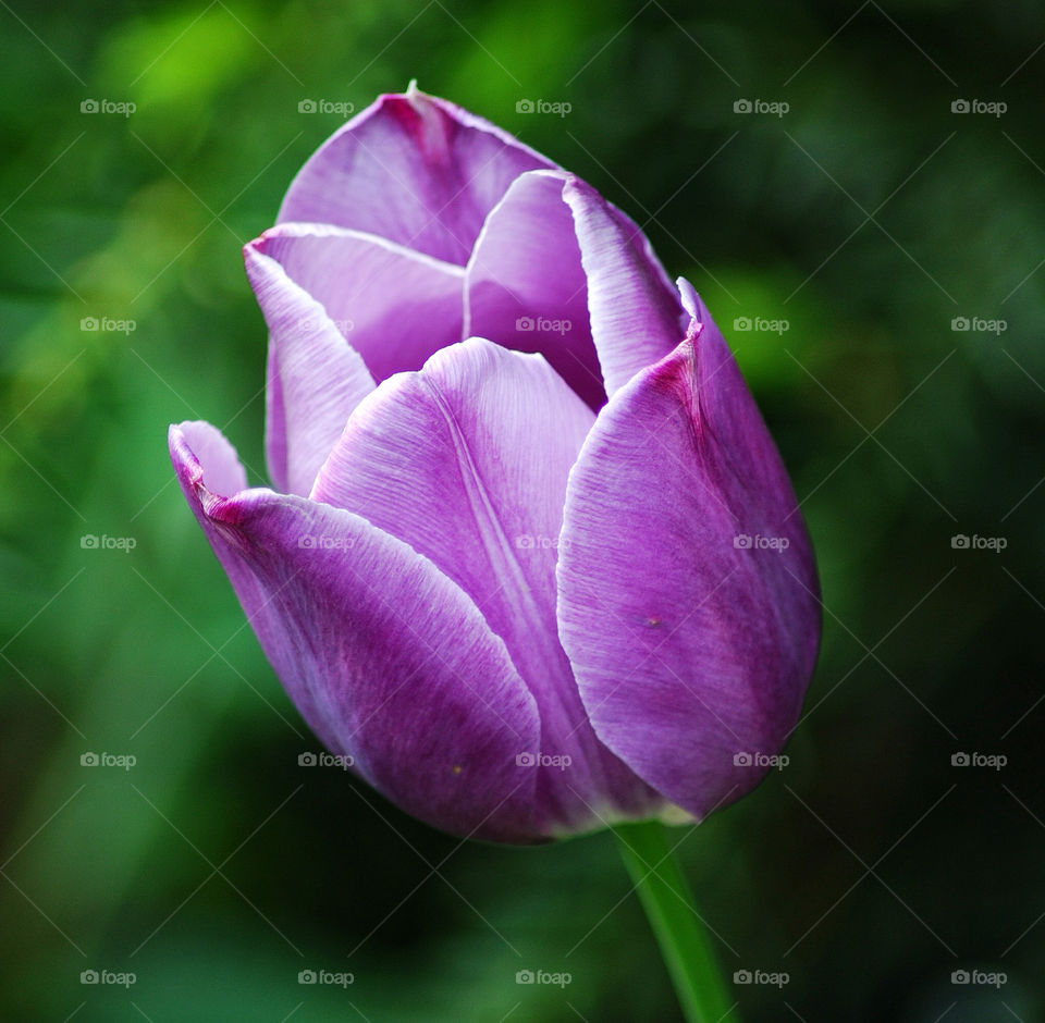 nature flower close purple by delvec
