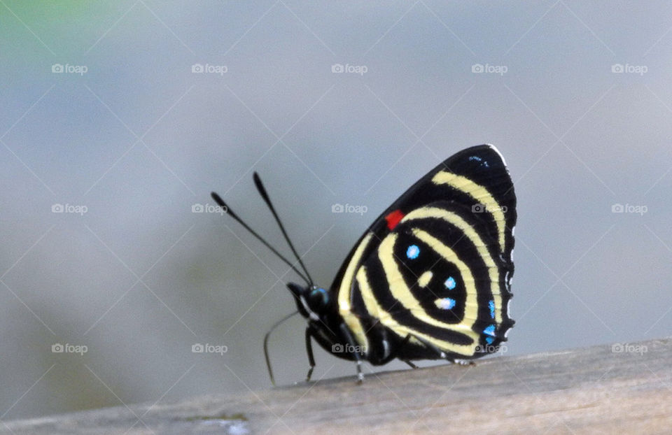 yellow blue black butterfly by dbeck03