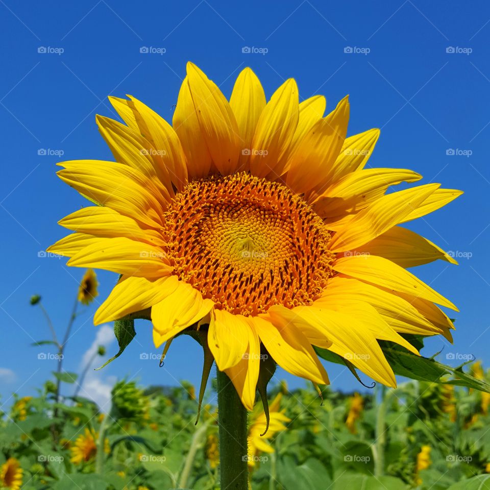 Close-up of sunflower