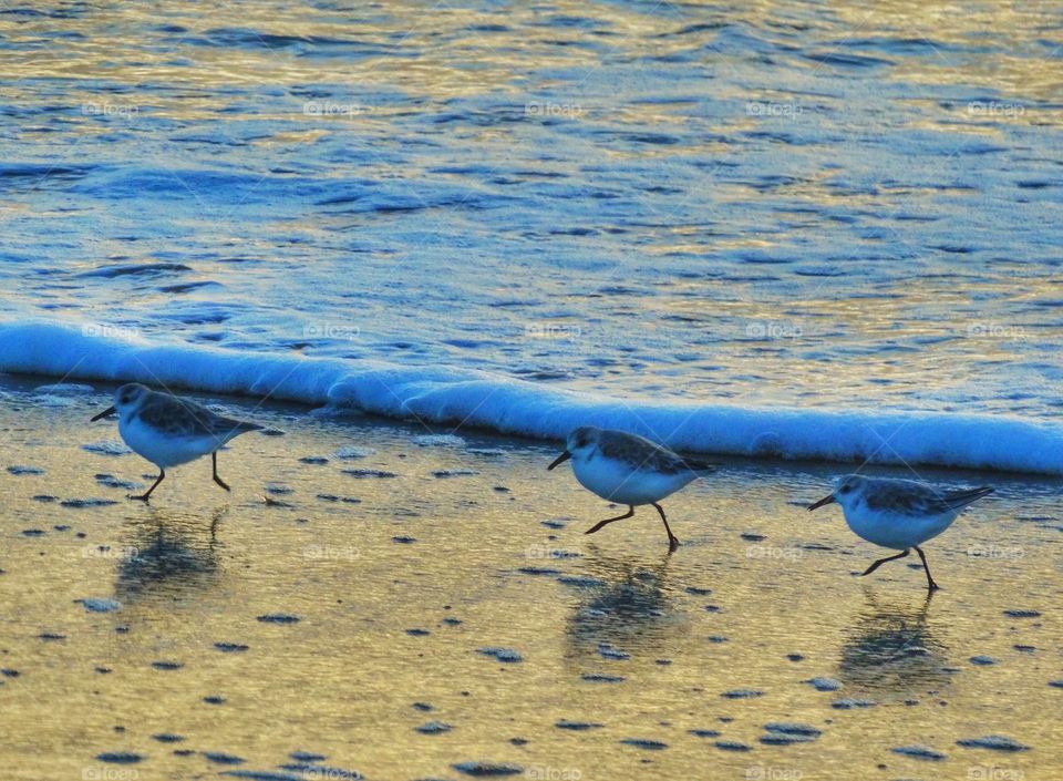 Snowy Plover