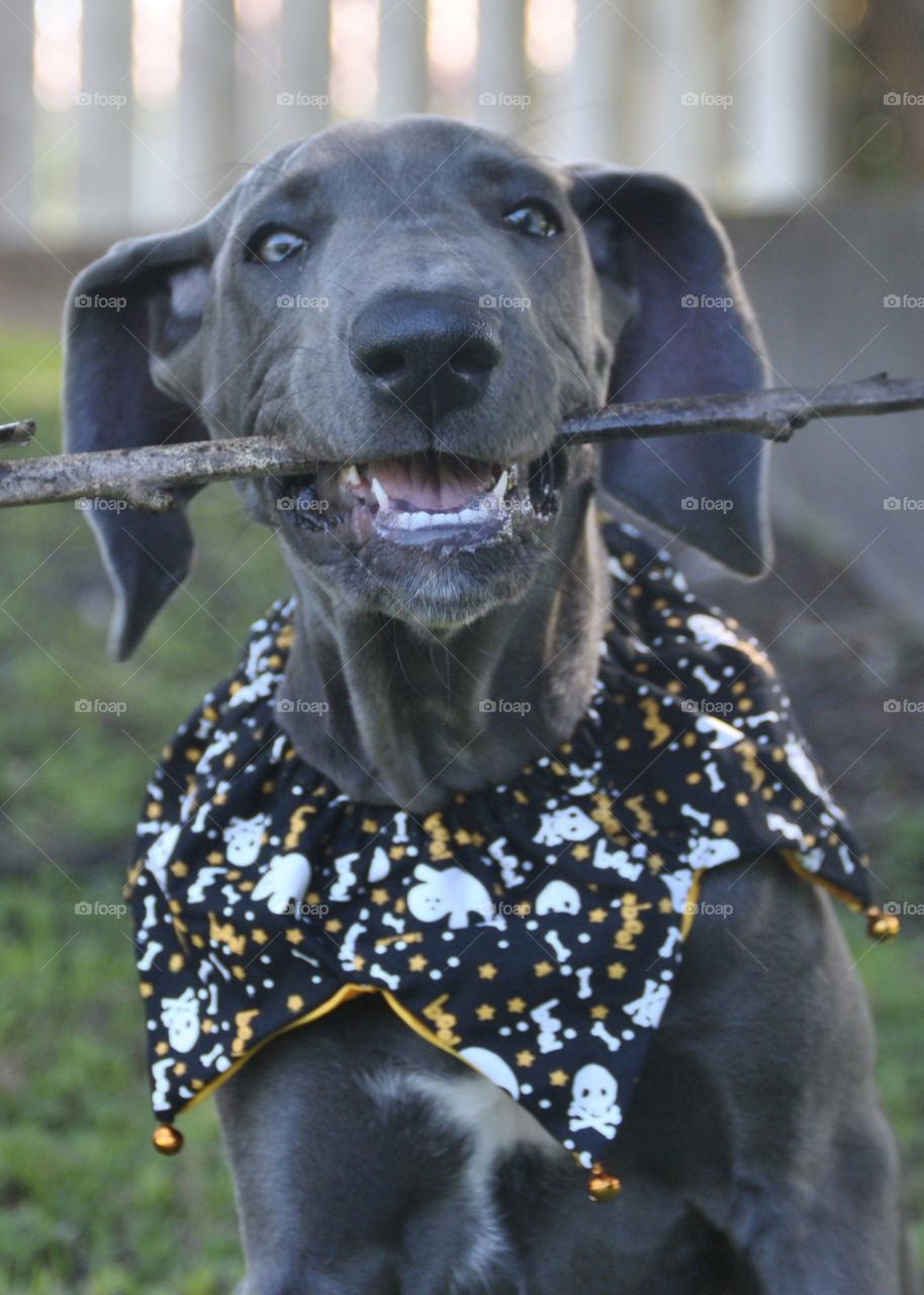 Dog carrying a stick in mouth