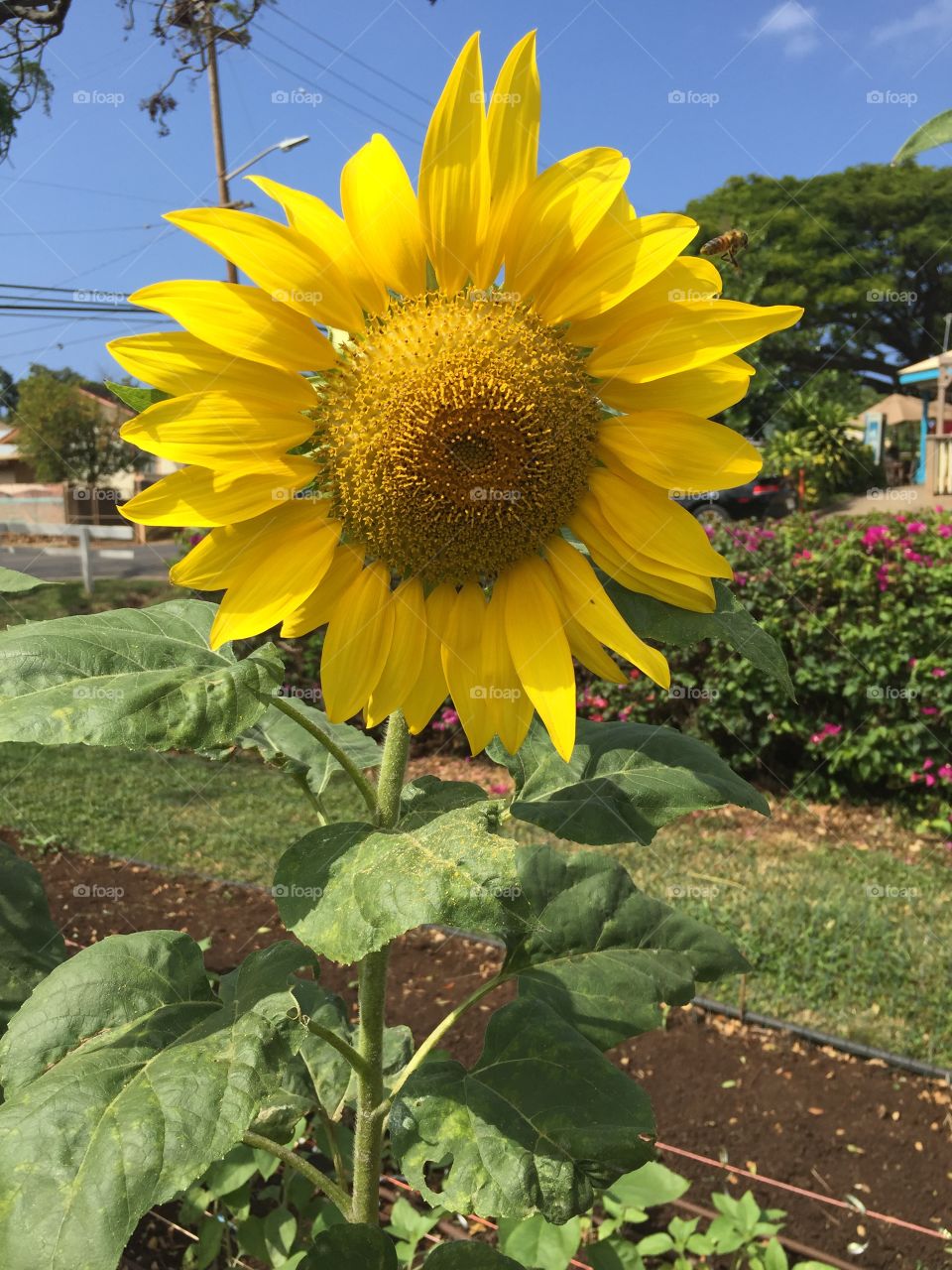 Nature, Summer, Flora, Flower, No Person