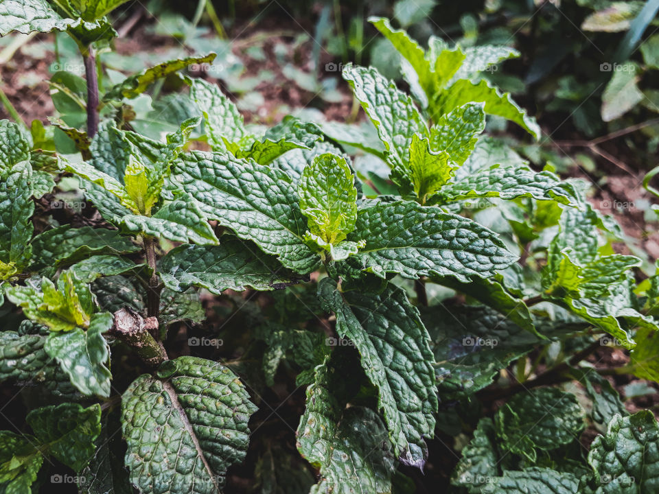 Something refreshing for the hot summer days, the mint plant