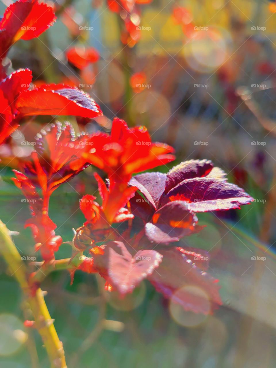 Rose Bush leaves in the sunlight