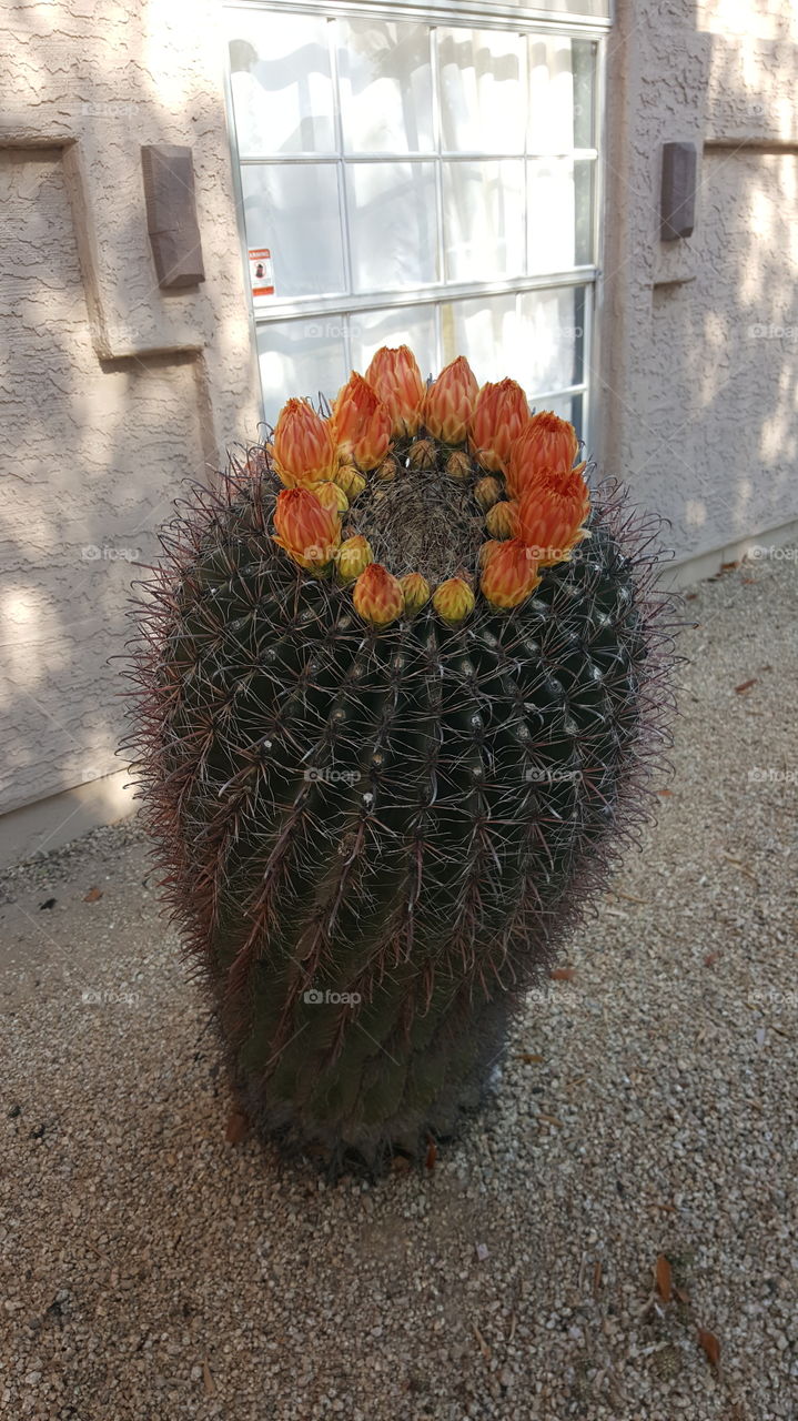 Barrel cactus ready to open