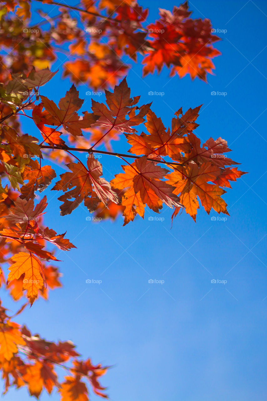 Who else loves autumn? The colours!
