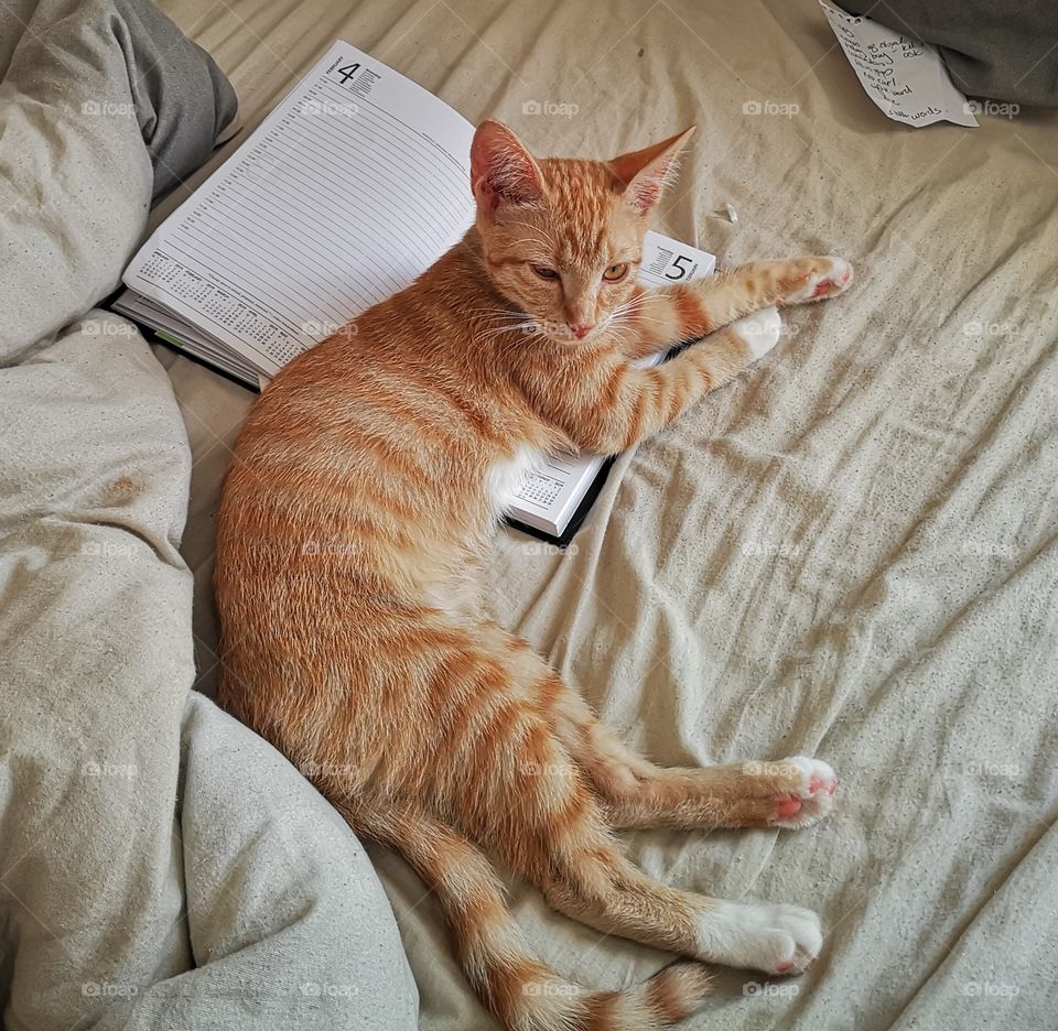 Kitten covers up diary to keep herself the Centre of attention