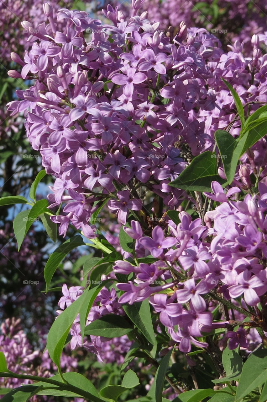 Vertical of lilac in bloom