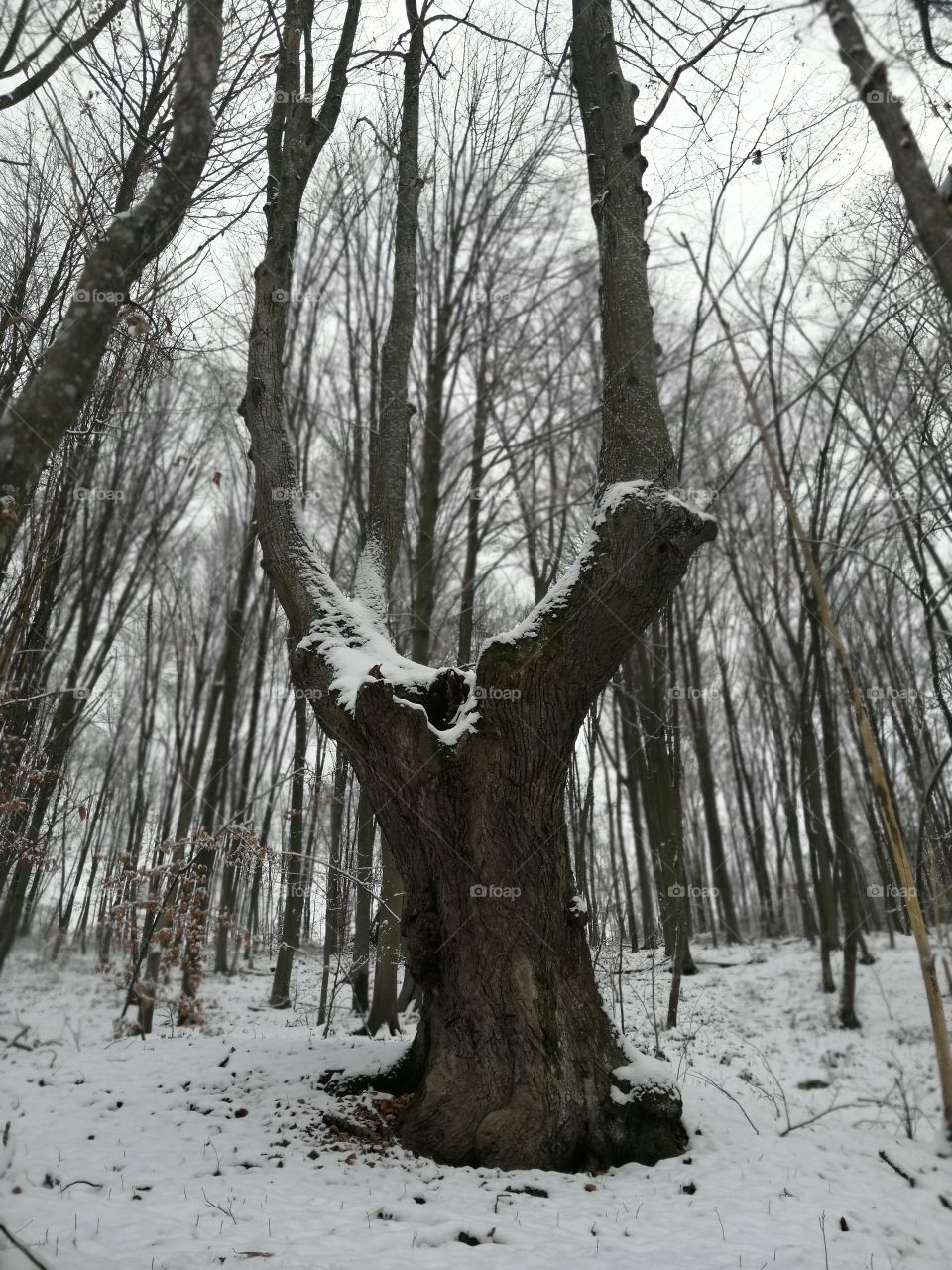 A large tree covered with snow