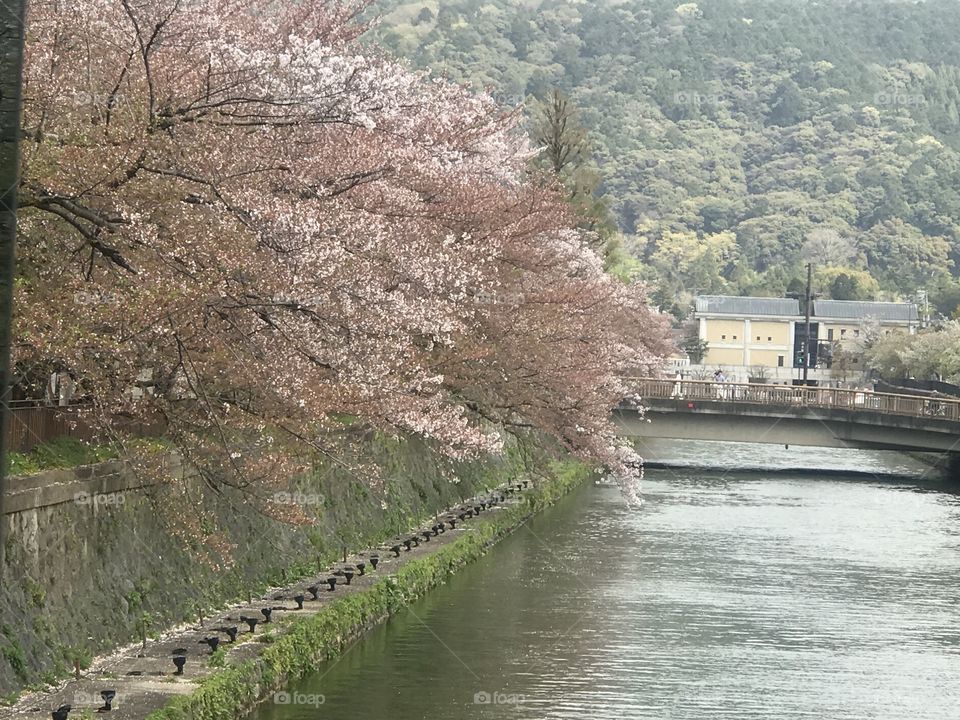 Sakura in Kyoto 