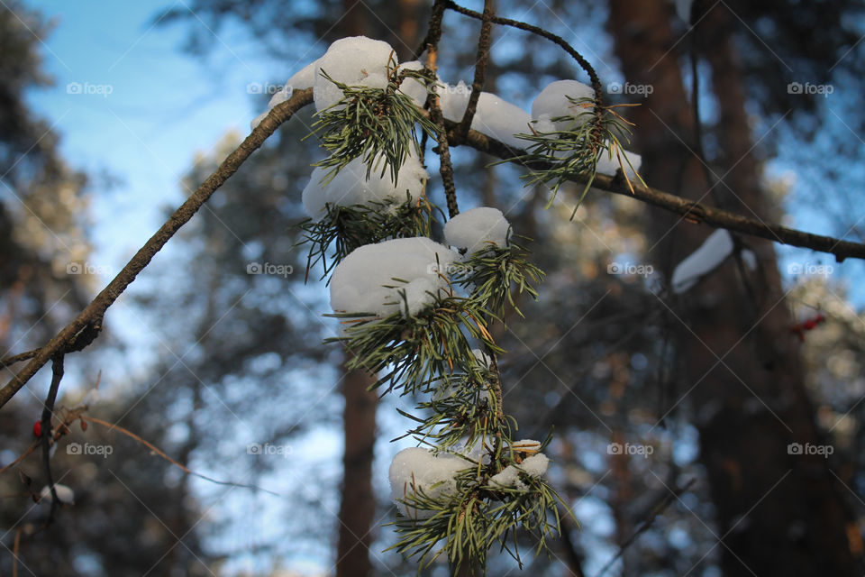 Again the beauty of trees