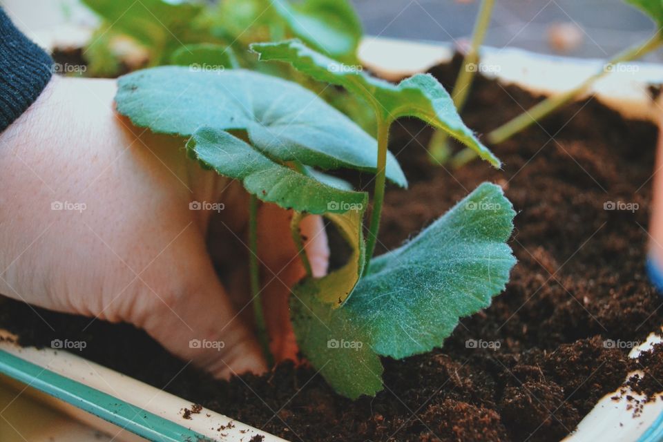 Person planting plant