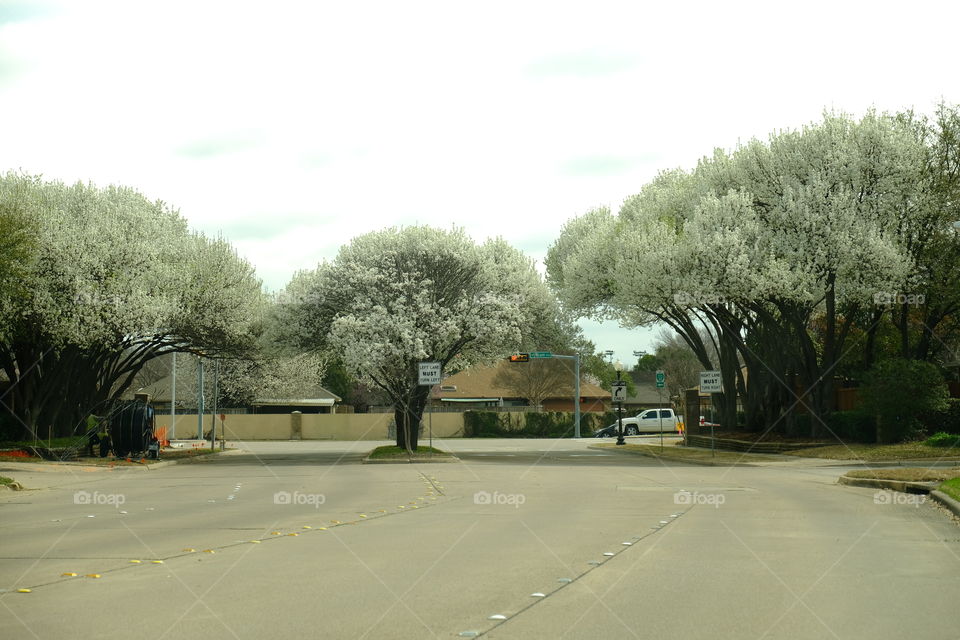 Bloom time with Bradford pears