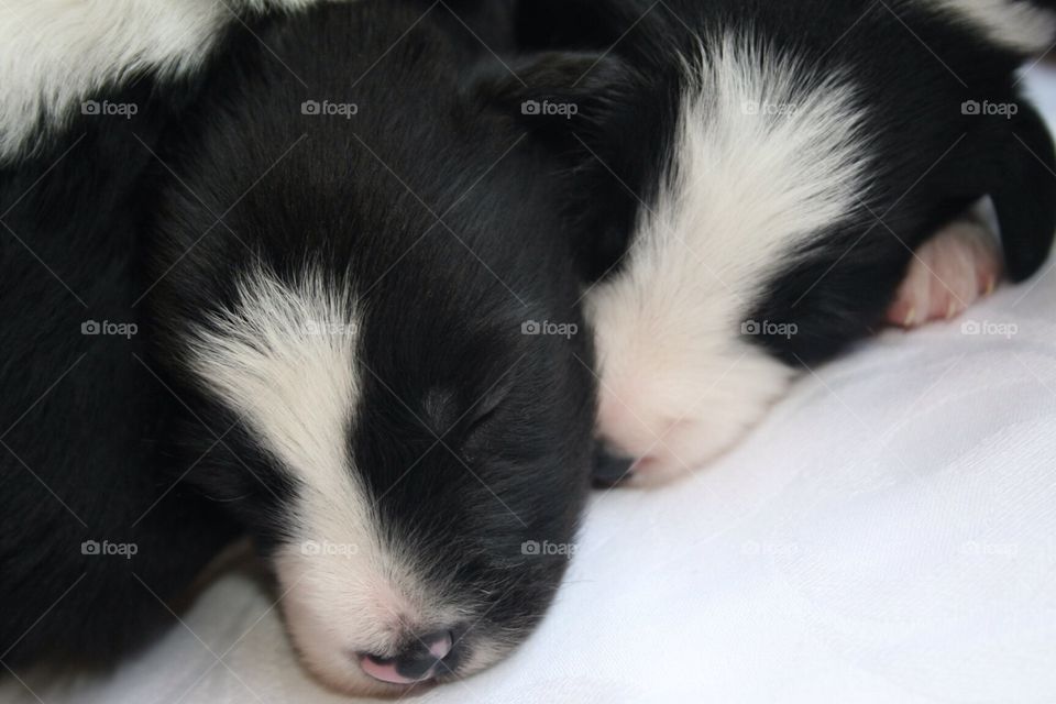 Collie puppies