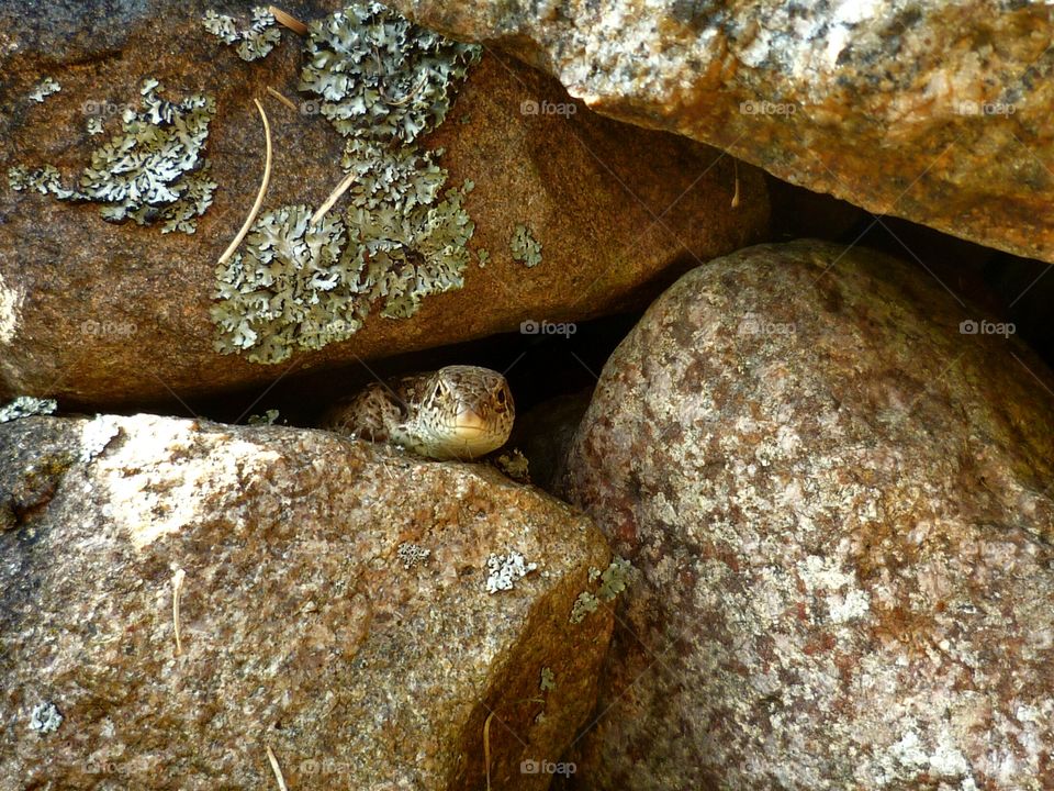 Sand lizard is hidding between rocks