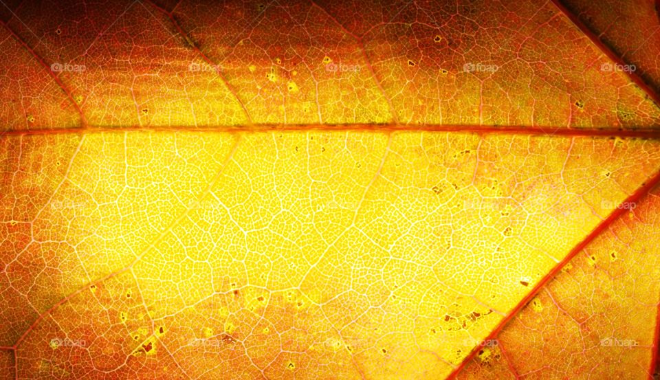 Multi-colored fallen autumn leaf of a tree in the light.  Texture