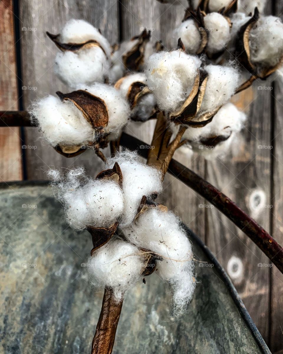 Cotton, simple yet beautiful 