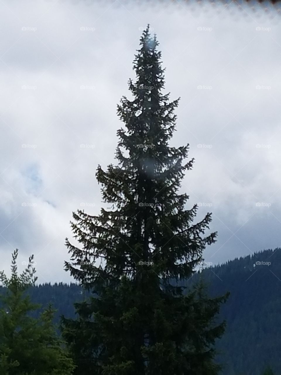 Lone tree on scenic overlook