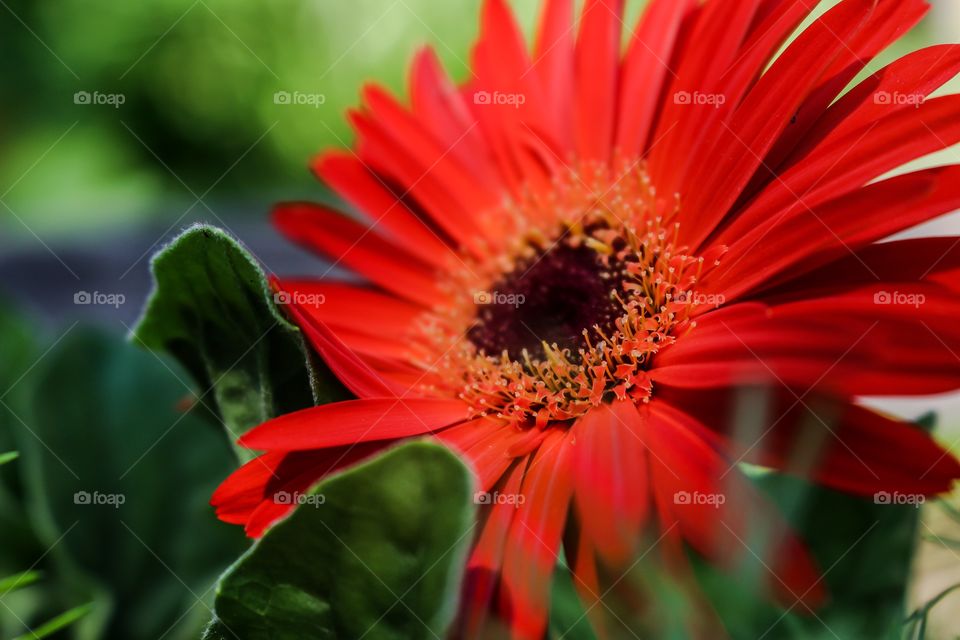 Close-up of red sunflower