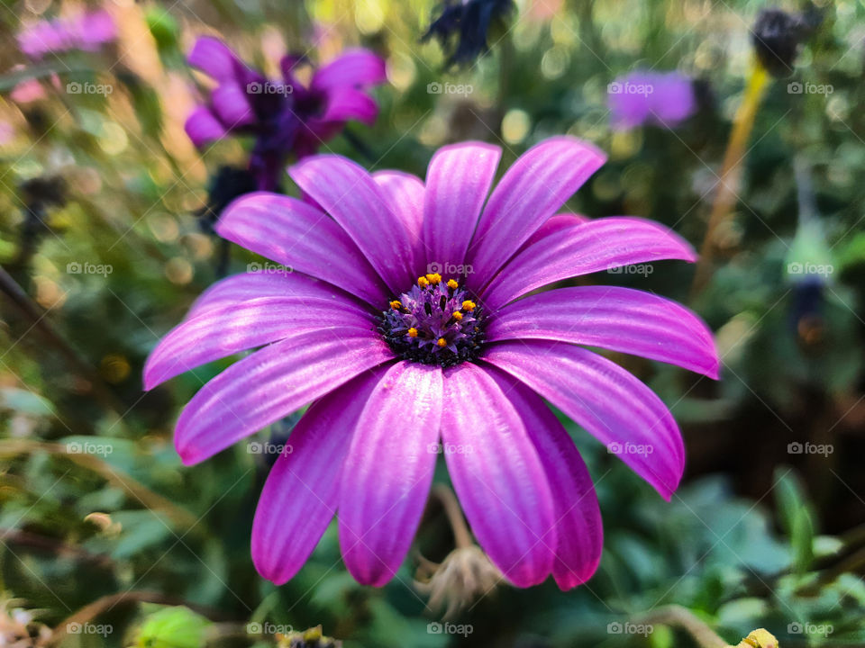purple flower in sunshine